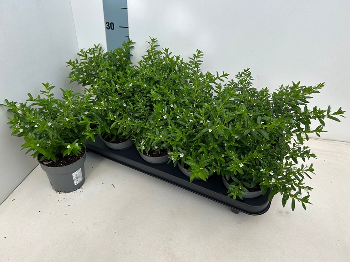 <h4>CUPH HYSSOPIFOLIA</h4>
