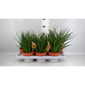 Sansevieria  'Fernwood'
