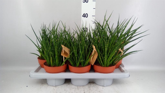<h4>Sansevieria  'Fernwood'</h4>