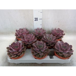 Echeveria   ...
