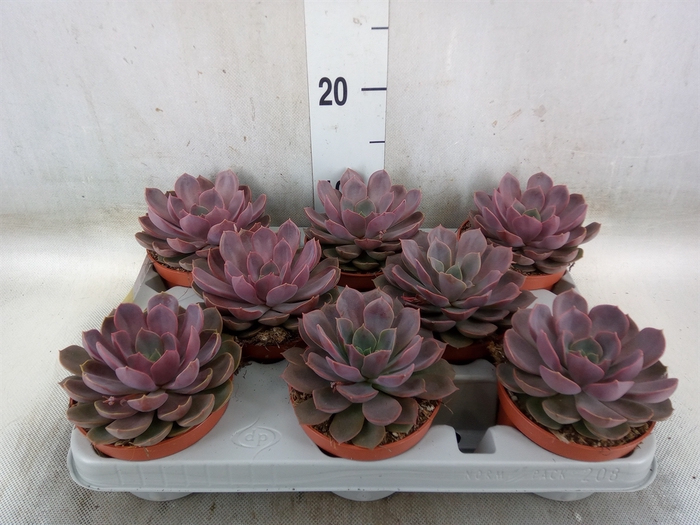 <h4>Echeveria   ...</h4>