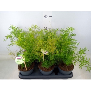 Asparagus dens. 'Cwebe'