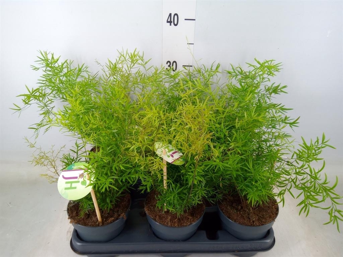 <h4>Asparagus dens. 'Cwebe'</h4>