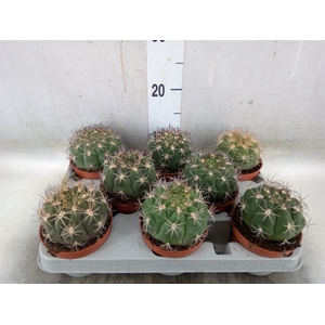 Gymnocalycium saglionis