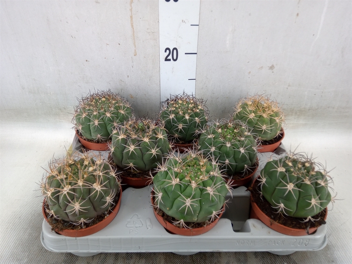 <h4>Gymnocalycium saglionis</h4>