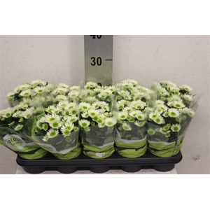 Chrysanthemum Indicum Grp Splash Meadow