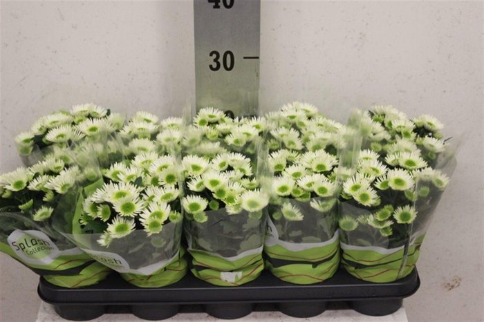 <h4>Chrysanthemum Indicum Grp Splash Meadow</h4>