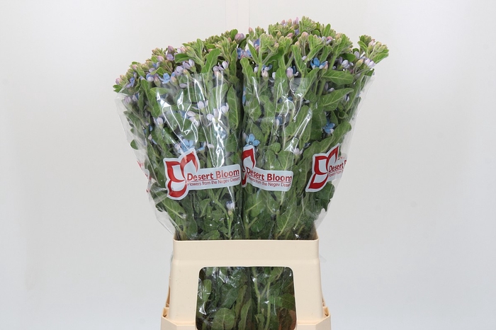 <h4>Oxypetalum Tweedia Blue</h4>