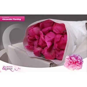 Paeonia Dr. Alexander Fleming