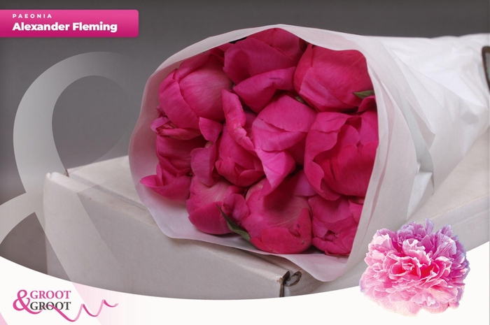 <h4>Paeonia Dr. Alexander Fleming</h4>