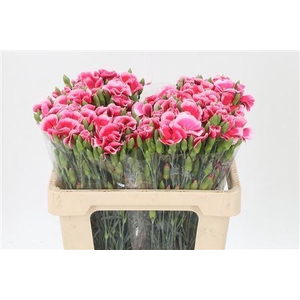 Di Te Solomio Symply Cherry