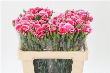 <h4>Di Te Solomio Symply Cherry</h4>