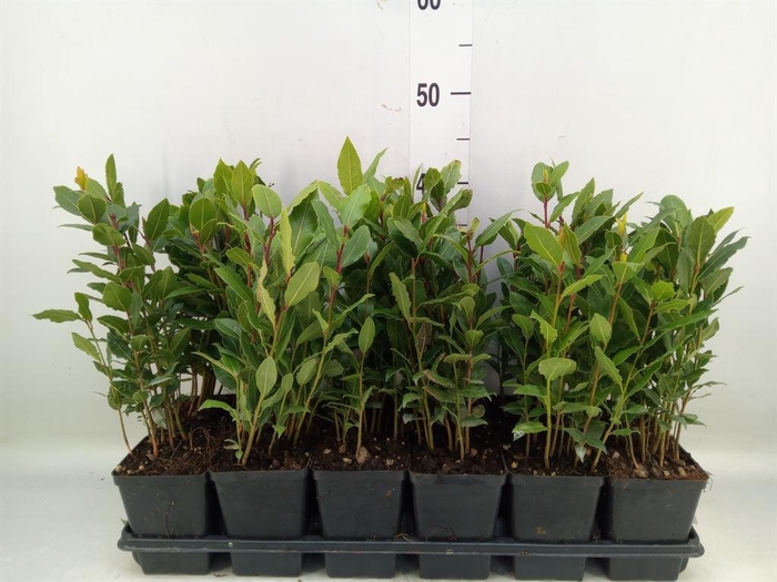 <h4>Laurus nobilis</h4>