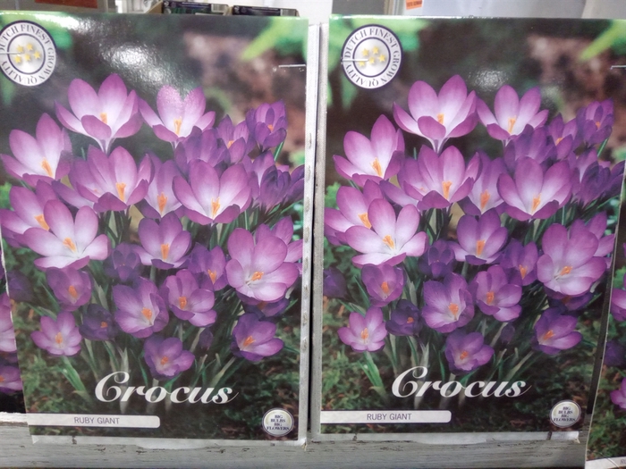 <h4>Crocus   ...flowerbulbs</h4>