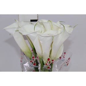 COPO DE LEITE BRANCO 070 CM