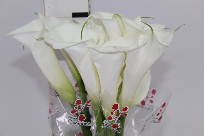 <h4>COPO DE LEITE BRANCO 070 CM</h4>