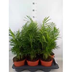 Chamaedorea elegans