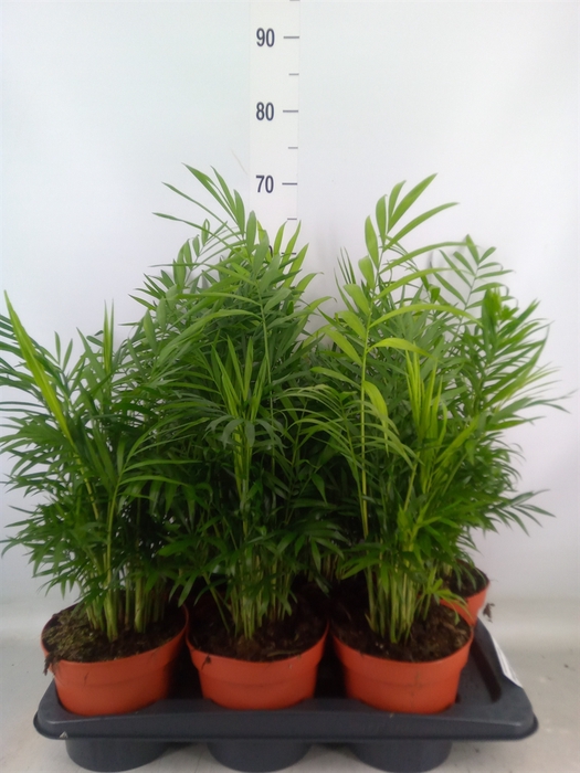 <h4>Chamaedorea elegans</h4>