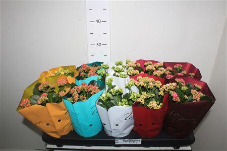 <h4>Kal Ge Gem 5 Kl</h4>