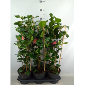 Camellia japonica 'Dr King'