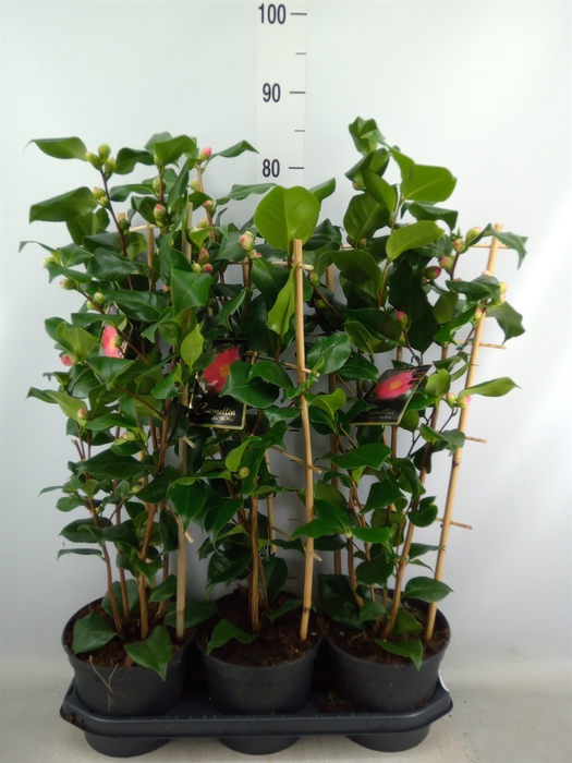 <h4>Camellia japonica 'Dr King'</h4>