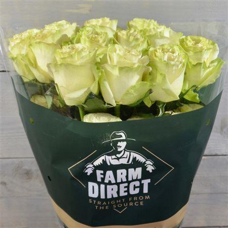 <h4>R Gr Exotic Mint</h4>