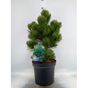 Pinus heldreichii 'Compact Gem'