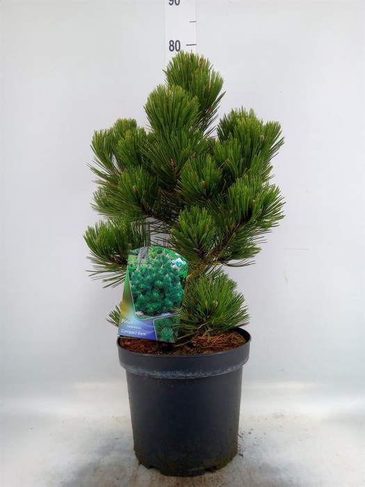 <h4>Pinus heldreichii 'Compact Gem'</h4>