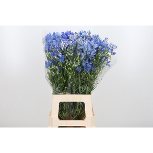 Delph En Energy Blue