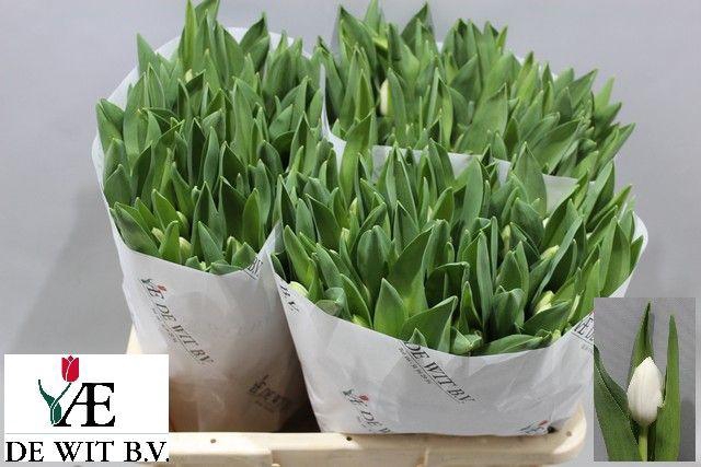 <h4>TU EN ROYAL VIRGIN</h4>