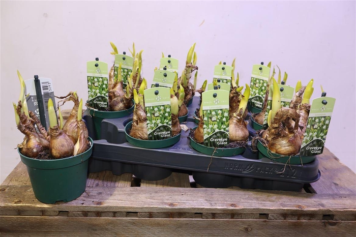 <h4>Leucoj Aestivum</h4>