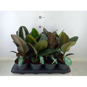 Ficus elastica   ...