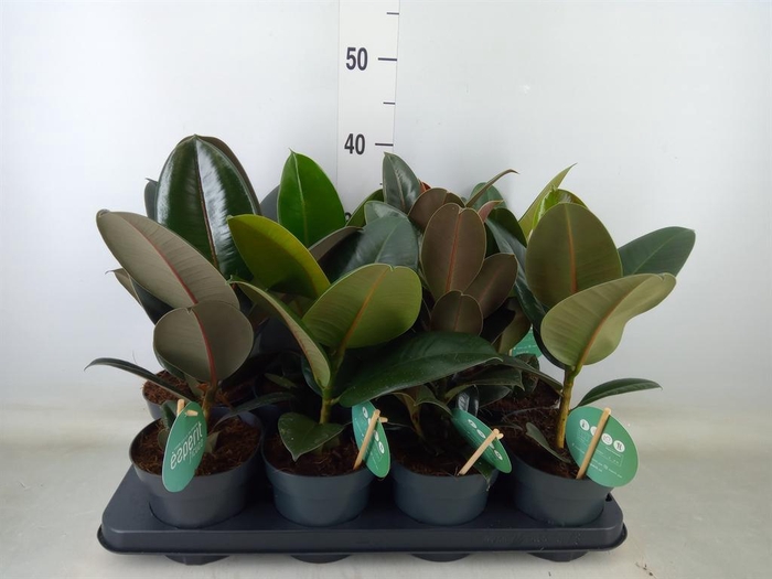 <h4>Ficus elastica   ...</h4>