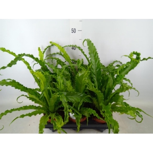Asplenium antiquum 'Osaka'
