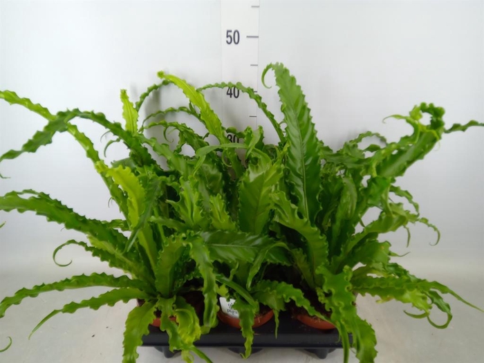 <h4>Asplenium antiquum 'Osaka'</h4>