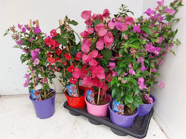 <h4>BOUGAINV DANIA</h4>