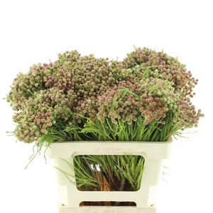 Kaaps Lanuginosa Peanut