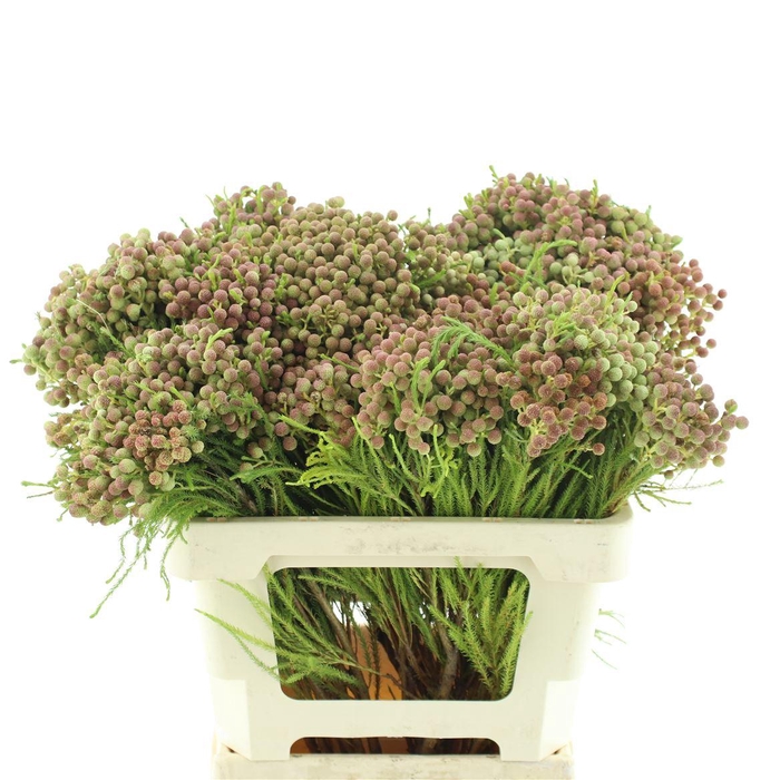 <h4>Kaaps Lanuginosa Peanut</h4>