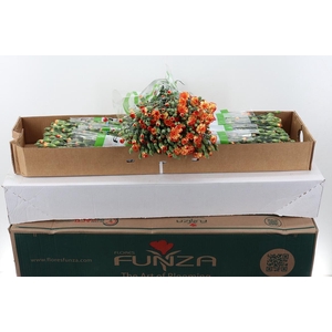 Di Tr Carimbo x20 Box