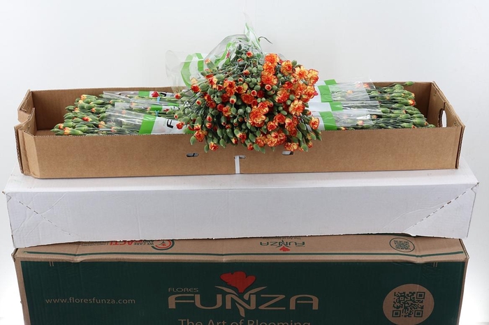 <h4>Di Tr Carimbo x20 Box</h4>