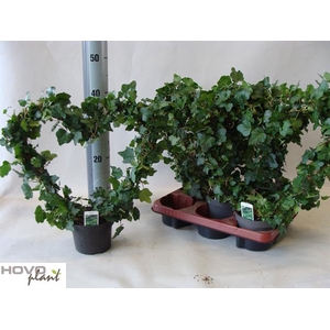 Hedera helix Wonder 13Ø 40cm