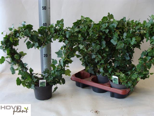 Hedera helix Wonder 13Ø 40cm