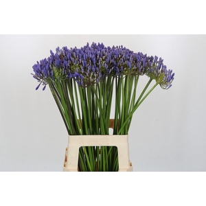 AGAPANTHUS FU 'ATLANTIC OCEAN'