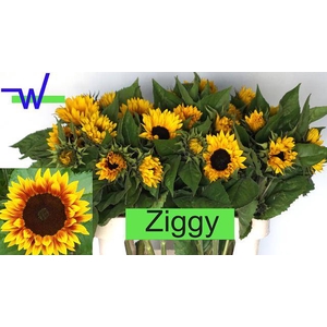 HELI AN ZIGGY