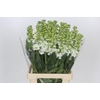 Matthiola Iron White