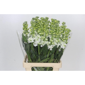 Matthiola Iron White