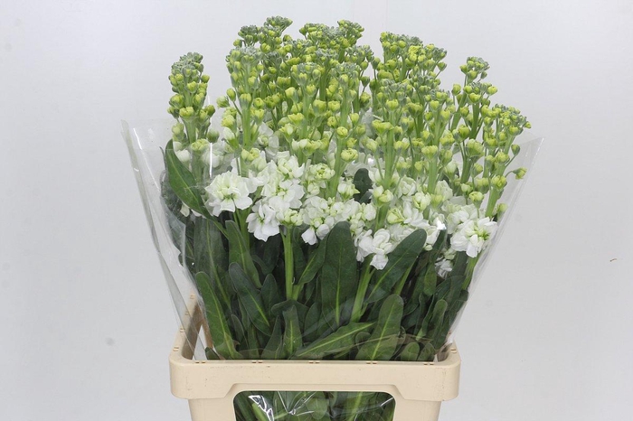 <h4>Matthiola Iron White</h4>