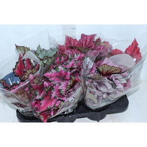 BEGONIA BELEAF P15 PO