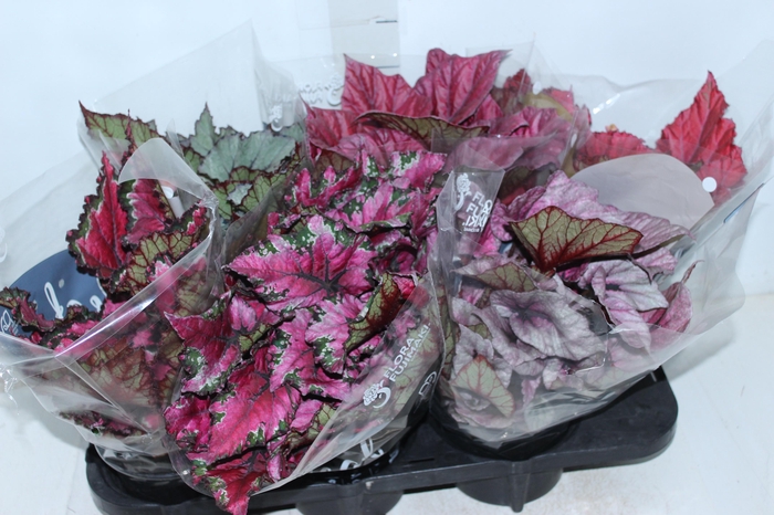 <h4>BEGONIA BELEAF P15 PO</h4>