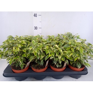 Ficus benja. 'Kinky'